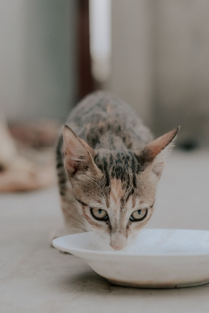 Adorable close-up of a cat drinking from a white plate on the floor.