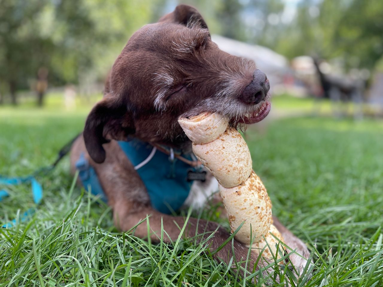 A brown dog chewing a large bone in a grassy outdoor setting.