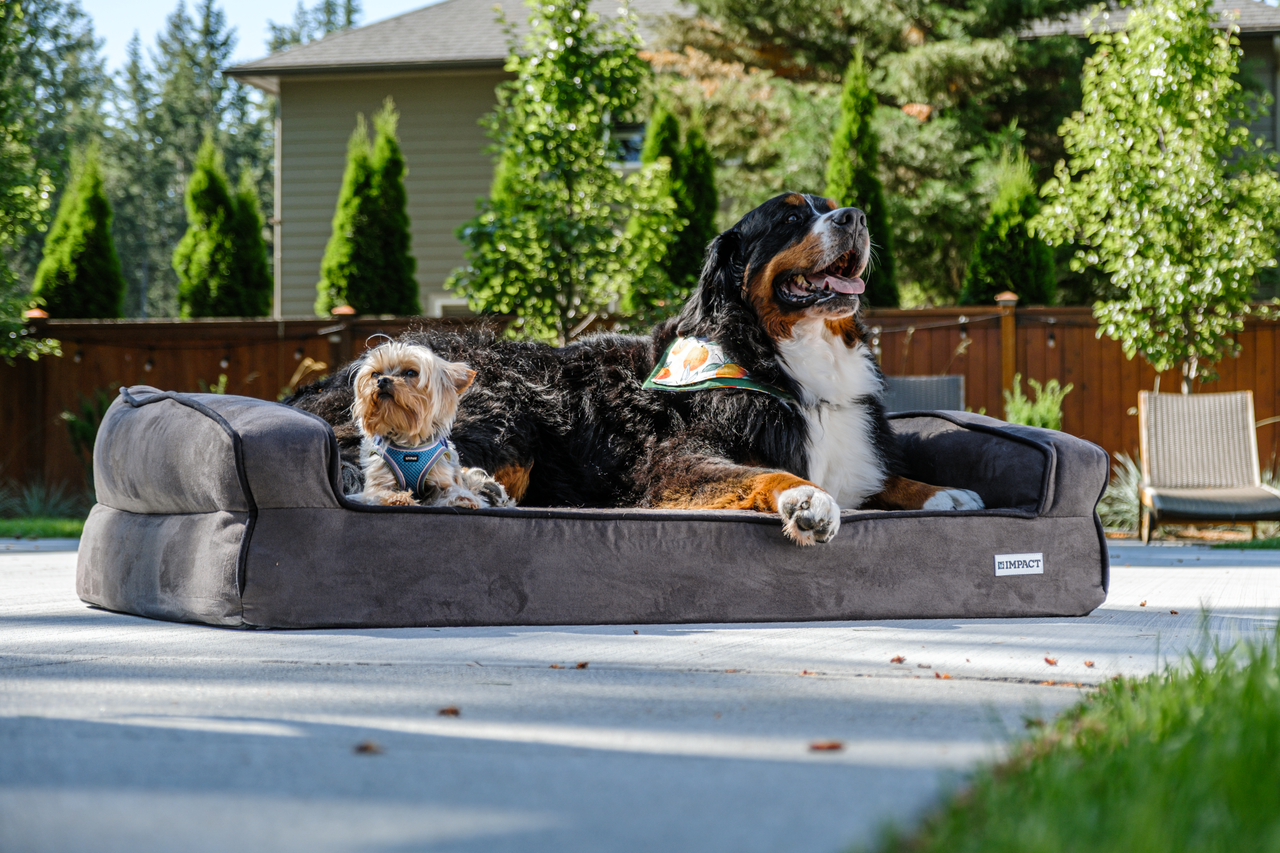 Two dogs enjoying outdoor comfort on a durable dog bed, perfect for pet lovers.