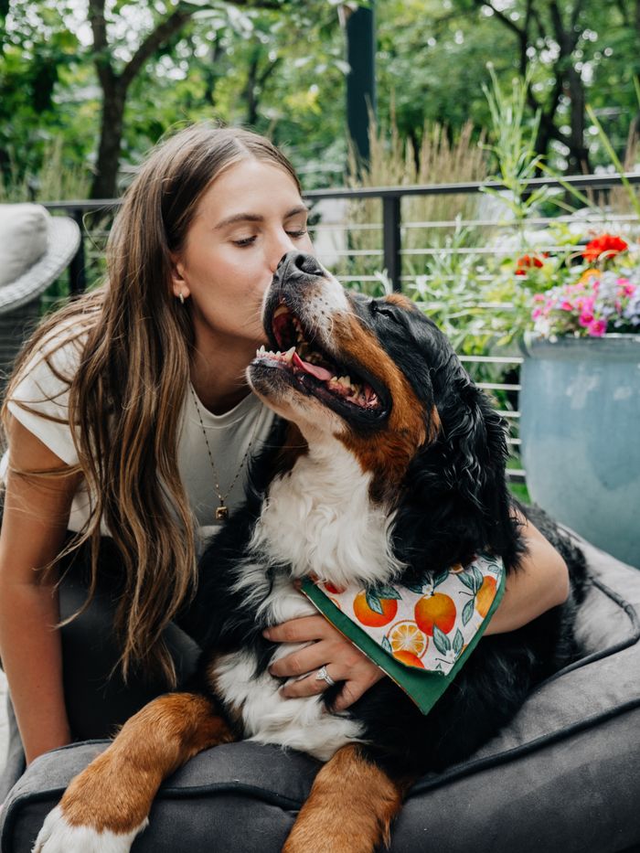 A young woman lovingly kisses her Bernese Mountain Dog on a cozy outdoor seating area.