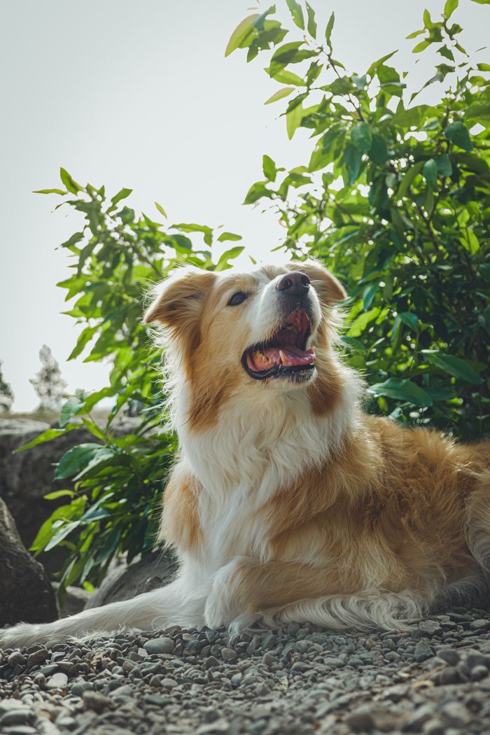 Border Collie enjoying nature in sunlight, perfect for pet lovers.