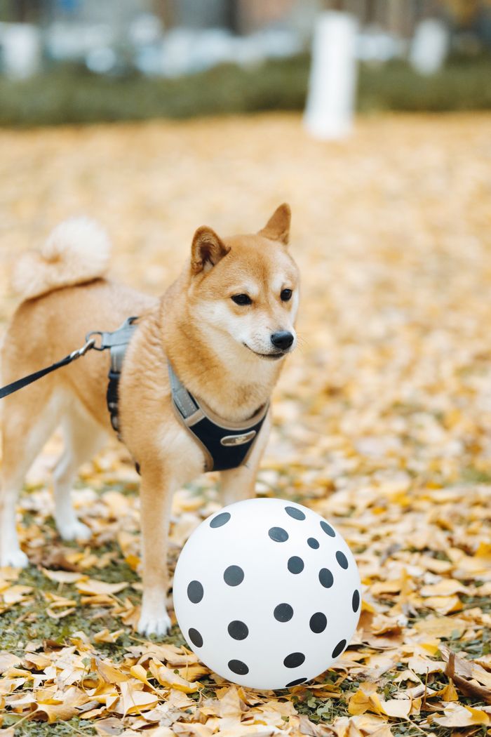 A Shiba Inu dog on a leash plays with a polka dot ball amidst autumn leaves outdoors.