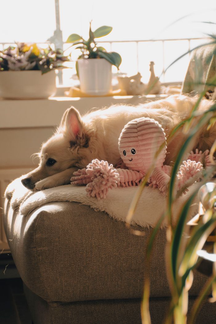 A fluffy dog lounges comfortably with a pink plush toy in a warm indoor setting.